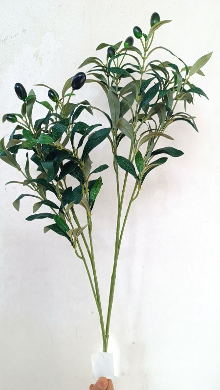 عرق زيتون طويل