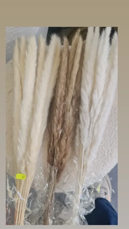 ضمة بامباس ناعم طويل